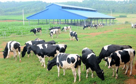 HCM City’s dairy sector to boost competitiveness ảnh 1