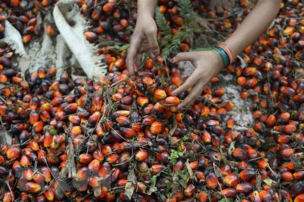 Indonesia resumes palm oil exports ảnh 1 Indonesia resumes palm oil exports ảnh 1