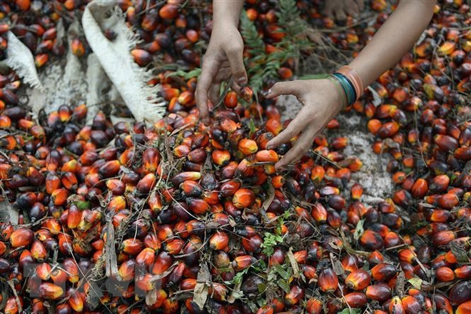 Indonesia to lift palm oil export ban from May 23 ảnh 1 Indonesia to lift palm oil export ban from May 23 ảnh 1