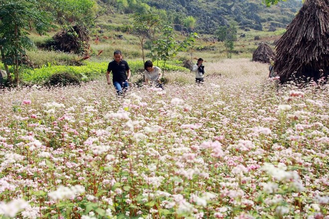 US subsidiary plans tourism for Dong Van Karst Plateau Geopark ảnh 1