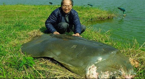 Sword Lake turtle’s body to be plastinated ảnh 1 Sword Lake turtle’s body to be plastinated ảnh 1