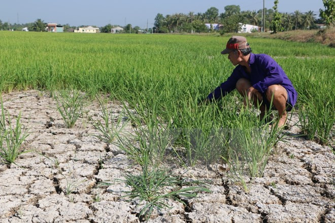 Adaptation to saltwater intrusion critical to Mekong Delta ảnh 1