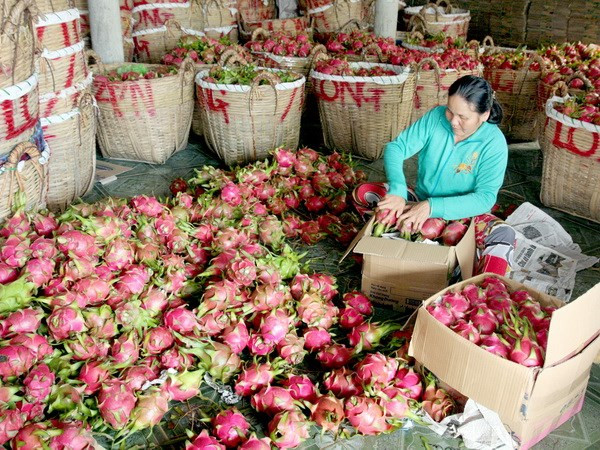 Chinese firms must report origin of Vietnamese fruits ảnh 1