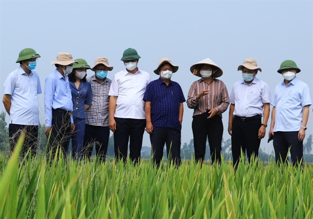 Hanoi bolsters value of farm produce for export ảnh 1