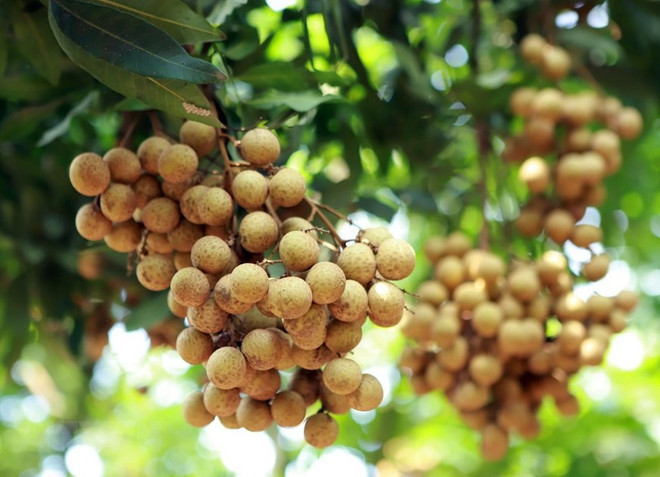 Dozens of tonnes of Vietnamese longan enter Australia over past few weeks ảnh 1 Dozens of tonnes of Vietnamese longan enter Australia over past few weeks ảnh 1