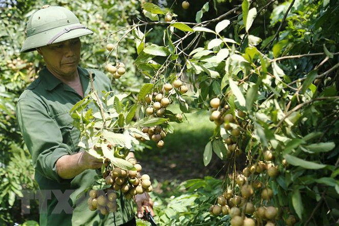 Vietnam works to boost longan exports to China ảnh 1