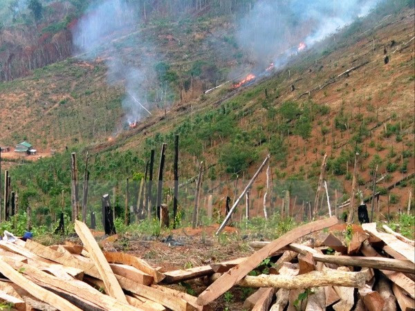 PM asked for strong measures to cope with deforestation ảnh 1