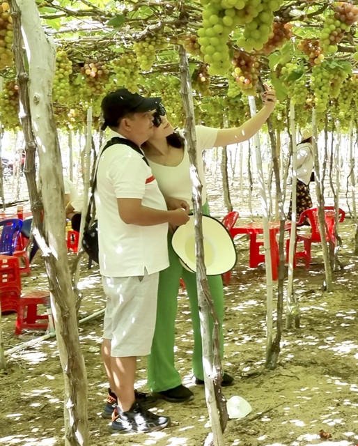 Ninh Thuan province develops grape eco-system ảnh 1 Ninh Thuan province develops grape eco-system ảnh 1