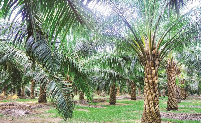 Indonesia to expand palm growing area ảnh 1 Indonesia to expand palm growing area ảnh 1