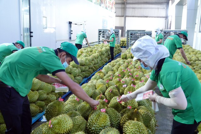 Durian, coconut expected to join “1-billion-USD” club of exports ảnh 1 Durian, coconut expected to join “1-billion-USD” club of exports ảnh 1