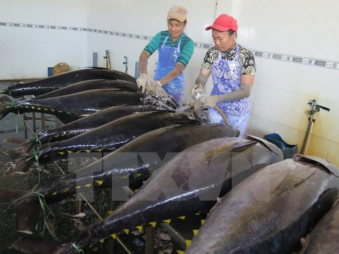 Greece increases imports of Vietnamese tuna ảnh 1