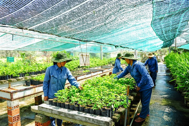 Vietnam needs safe herbal products ảnh 1