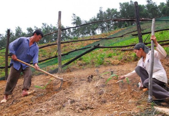 Measures to reduce land erosion in Dak Lak province ảnh 1 Measures to reduce land erosion in Dak Lak province ảnh 1
