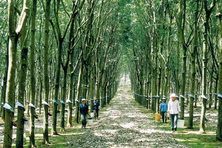Vietnam, Japan produce carbon-free rubber ảnh 1