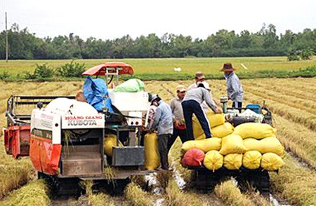 Vietnam agriculture to benefit from free trade ảnh 1