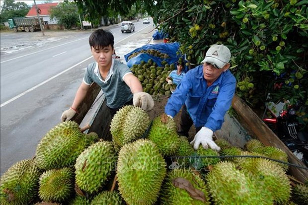 Bright prospect for fruit, vegetable exports in Q2 ảnh 1 Bright prospect for fruit, vegetable exports in Q2 ảnh 1