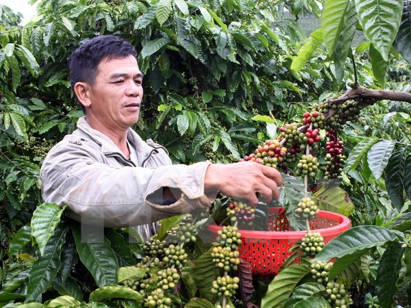 Vietnam’s instant coffee exports on upswing ảnh 1 Vietnam’s instant coffee exports on upswing ảnh 1