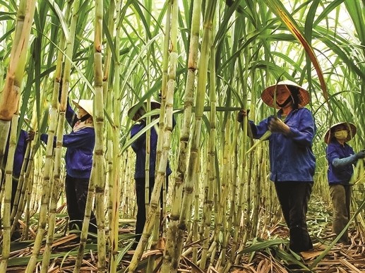 Vietnamese sugar mills struggle to compete ảnh 1