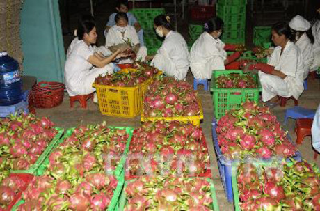 Binh Thuan looks to expand VietGap dragon fruit area ảnh 1