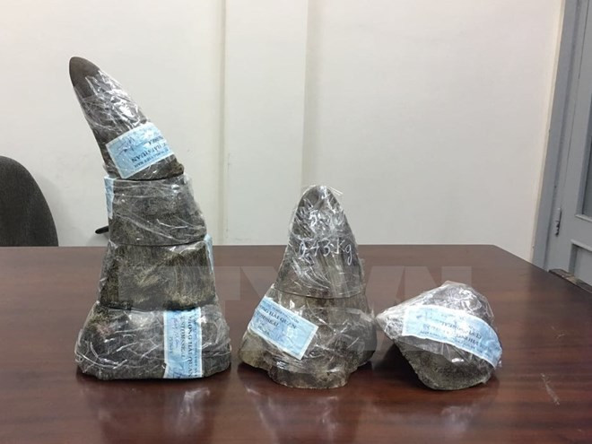 Tay Ninh: Three people detained for smuggling rhino horn ảnh 1