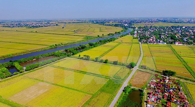 Agro-forestry-fishery exports target 35 billion USD next year ảnh 1 Agro-forestry-fishery exports target 35 billion USD next year ảnh 1