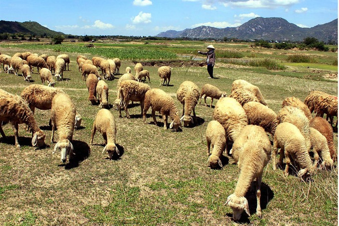 Drought threatens farmers in south-central region ảnh 1