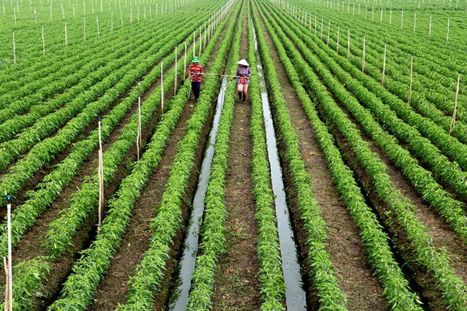 Mekong Delta farmers expand clean veggie, fruit farming area ảnh 1