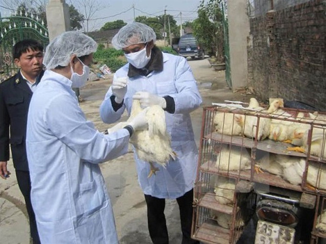 Provinces take action against disease outbreaks among cattle, poultry ảnh 1 Provinces take action against disease outbreaks among cattle, poultry ảnh 1