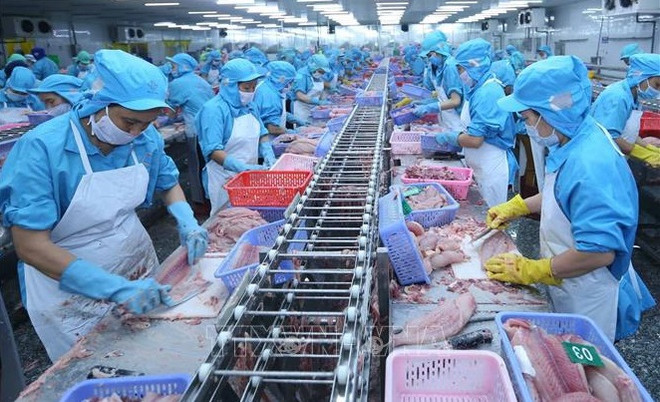 Tra fish exports to ASEAN growing strongly ảnh 1