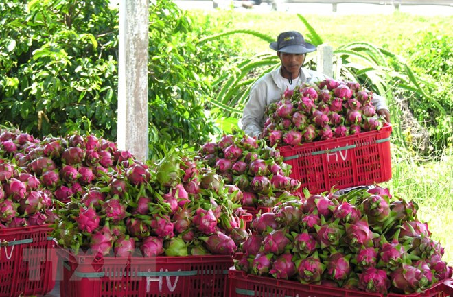 Binh Thuan promotes dragon fruits in India ảnh 1 Binh Thuan promotes dragon fruits in India ảnh 1