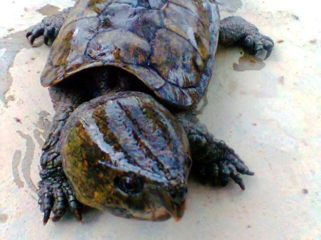 Wildlife trafficker sentenced to 10 years in prison ảnh 1 Wildlife trafficker sentenced to 10 years in prison ảnh 1