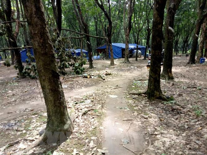 Vietnam’s rubber wood available in over 100 nations, territories ảnh 1 Vietnam’s rubber wood available in over 100 nations, territories ảnh 1
