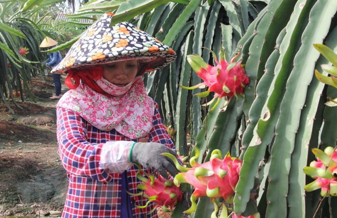 VN’s fruits need to gain domestic market before exporting: experts ảnh 1