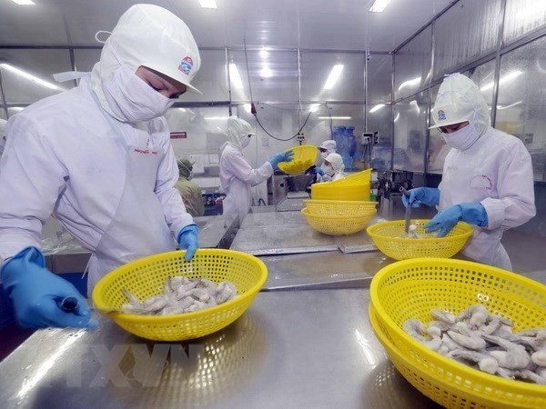 An Giang province develops giant river prawn farming area ảnh 1