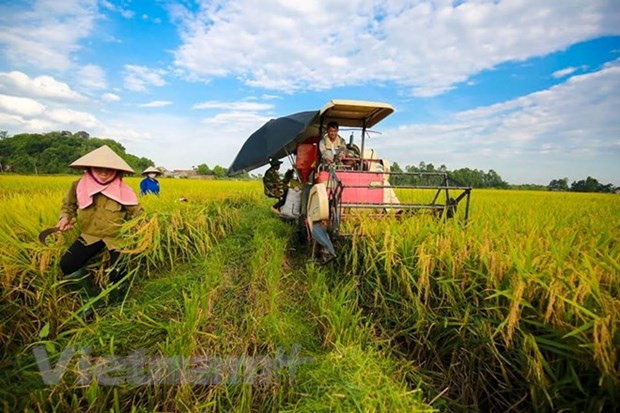 Vietnam keen on improving farmers’ capacity: Official ảnh 1