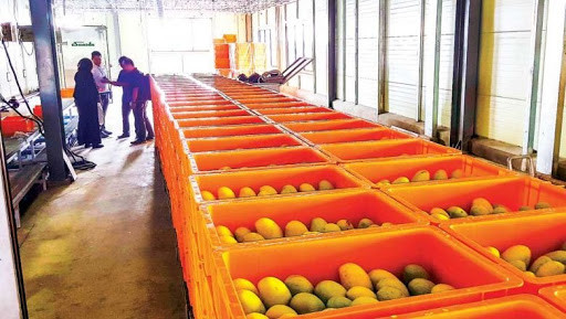 Cambodia ships first batch of fresh mangos to China ảnh 1