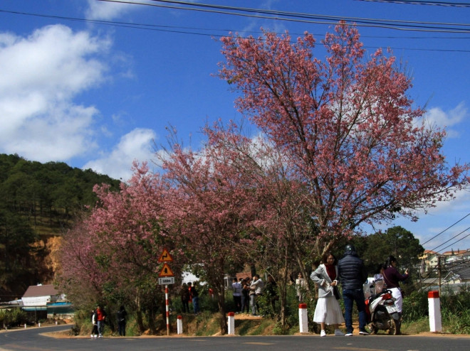 Cherry-like apricot trees planted in Lang Biang plateau ảnh 1