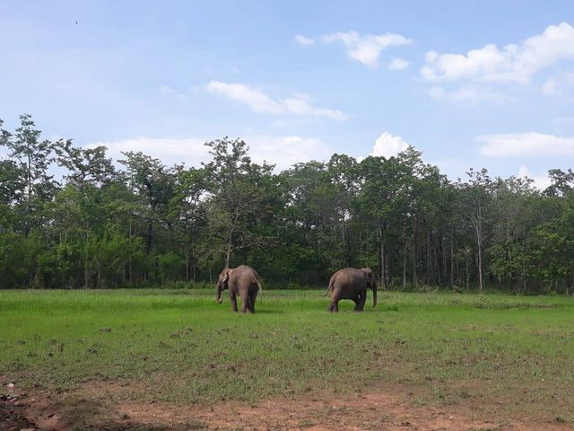 Two elephants released back to the wild ảnh 1