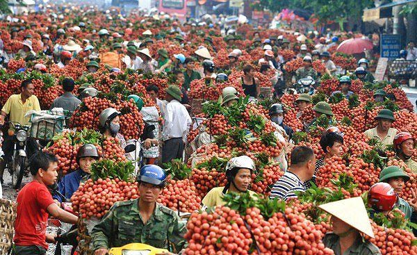 Bac Giang’s lychee revenue reaches 60-year high ảnh 1