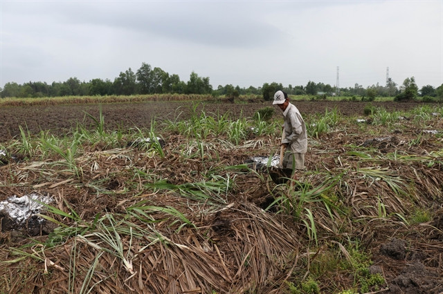 Mekong Delta sugarcane farmers switch en masse to other crops ảnh 1