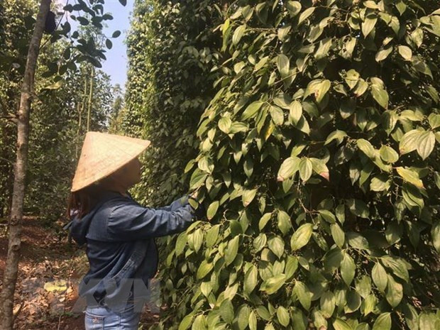 Pepper export turnover hits 385 million USD by mid-July ảnh 1