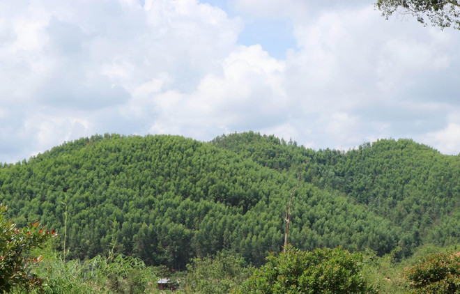 Bac Giang encouraging production forest development ảnh 1 Bac Giang encouraging production forest development ảnh 1