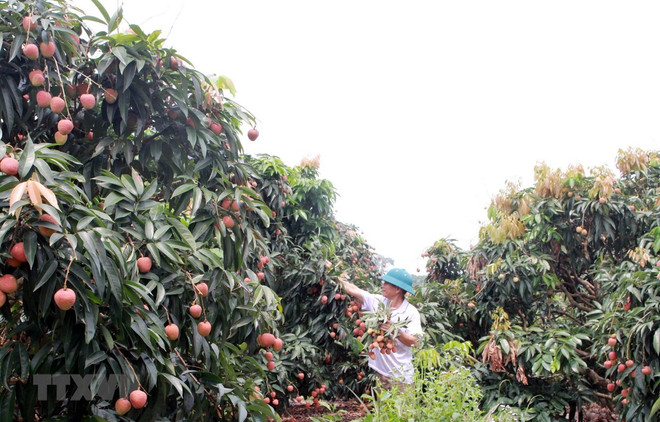 Bac Giang earns 300 million USD from lychee this year ảnh 1