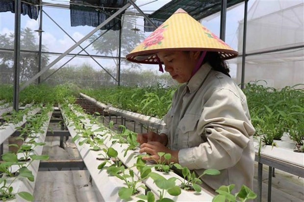 Bac Giang province to raise contribution of hi-tech agriculture ảnh 1 Bac Giang province to raise contribution of hi-tech agriculture ảnh 1