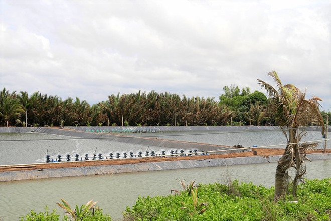 Tien Giang develops saltwater, brackish-water aquaculture ảnh 1