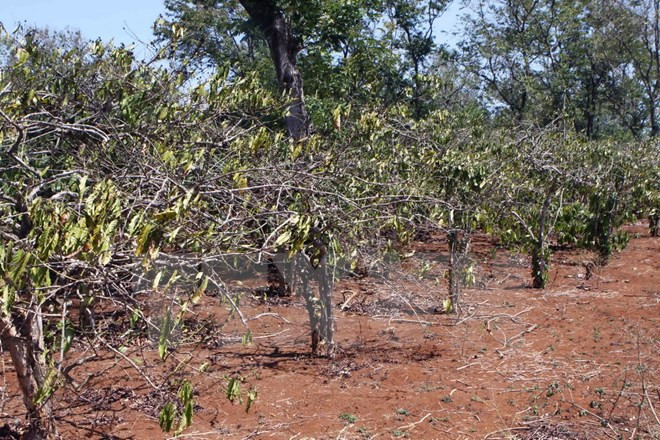 Dak Lak workshop focuses drought-prevention measures ảnh 1