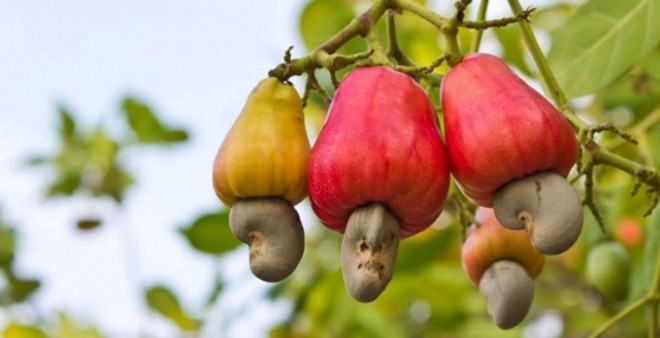 Vietnamese cashew nuts occupy nearly 90 percent of US market share ảnh 1 Vietnamese cashew nuts occupy nearly 90 percent of US market share ảnh 1
