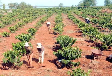 Central Highlands needs more irrigation facilities for coffee farming ảnh 1