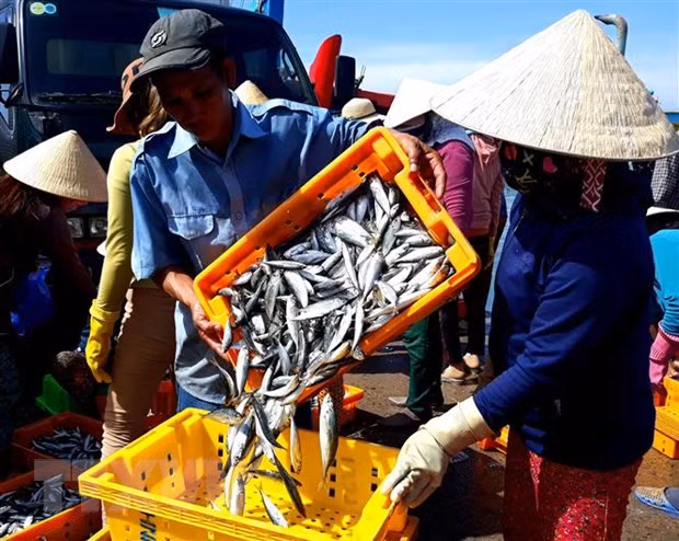 Seafood output hits 566,700 tonnes in three months ảnh 1