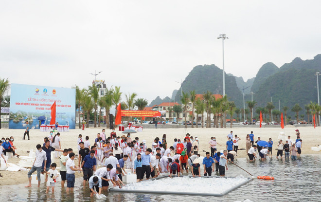 Quang Ninh releases 2.3 million fish fries into Bai Tu Long Bay ảnh 1 Quang Ninh releases 2.3 million fish fries into Bai Tu Long Bay ảnh 1
